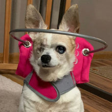 a close up image of a blind tiny dog wearing a pink blind dog halo 