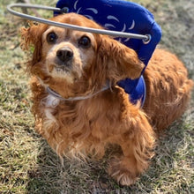 a brown fluffy dog sitting on the ground wearing a blue blind dog halo