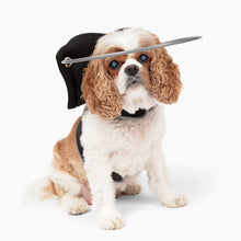 A tiny fluffy blind dog wearing a black blind dog halo with white background