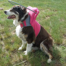 a big blind dig sitting on the grass wearing a pink blind dog halo