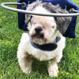 a blind terrier walking on the green grass wearing a blue blind dog halo