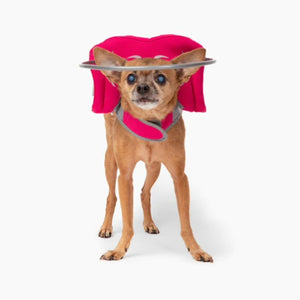 a tiny blind dog wearing a pink blind dog halo