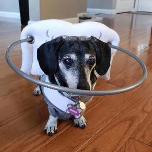 A picture of a blind black dachshund wearing a white dog halo guide on a brown wooden tiled floor