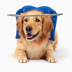 a close up image of a happy golden retriever wearing a blue blind dog halo with white background