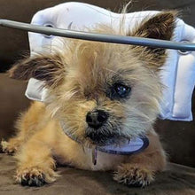 A picture of a blind cairn terrier wearing a white dog halo on a brown couch