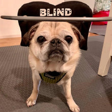 a tiny blind pug wearing a black blind dog halo standing on the floor next to a bedroom
