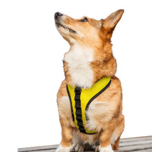 a dog looking up wearing a yellow k9 dog harness