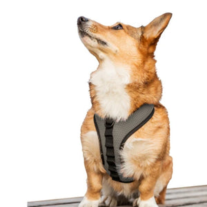 a dog looking up wearing a gray k9 dog harness