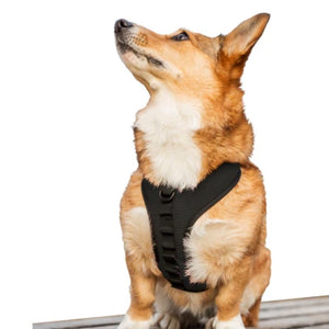 a dog looking up wearing a black k9 dog harness