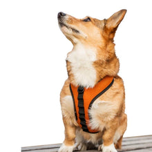 a dog looking up wearing an orange k9 dog harness