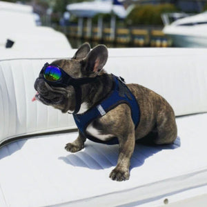 a french bulldog wearing a blue dog harness and black dog sports goggles sitting on the dock of a white yatch 