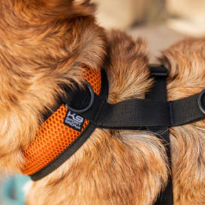 close ip image of a furry brown dog wearing an orange dog harness