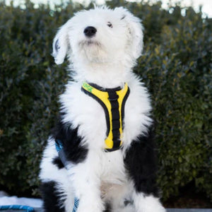 a cute white dog looking up wearing a yellow dog harness