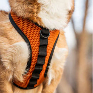 close up image of a furry dog wearing an orange dog harness