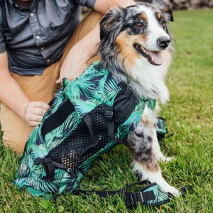 a close up image of a cute dog wearing a jungle themed green dog backpack carrier next to a man sitting on the grass