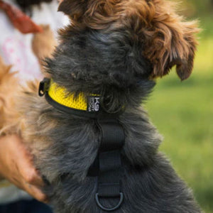 a close up image of a furry dog being held by a lady wearing a yellow dog harness
