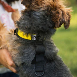 a close up image of a furry dog being held by a lady wearing a yellow dog harness