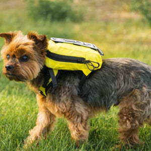 close up image of a tiny dog wearing a yellow dog backpack harness walking in the grass