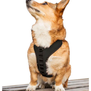 a dog looking up wearing a black dog harness