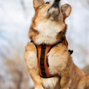 a close up image of a dog looking up wearing an orange dog harness 