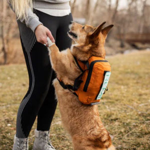 a lady playing with her dog  wearing an orange dog backpack harness in the woods 