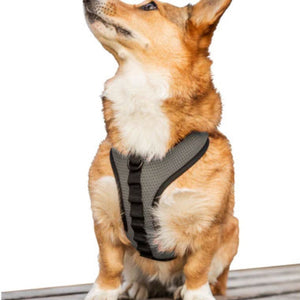 a dog looking up wearing a grey harness