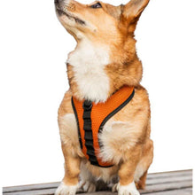 a dog looking up wearing an orange dog harness