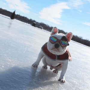 a close up image of a french bulldog standing on ice wearing a dog googles under the sun