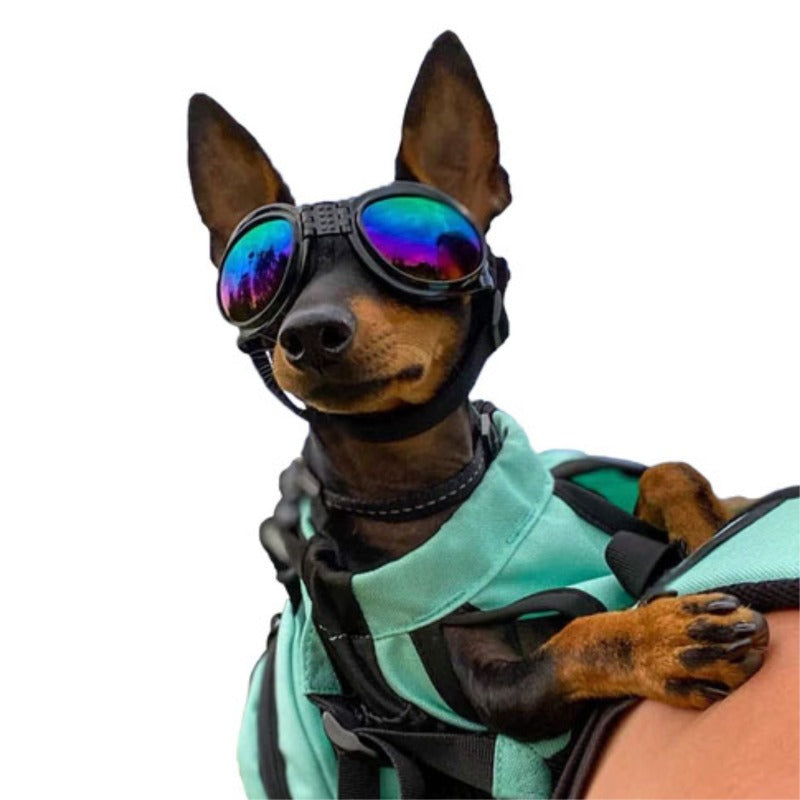 close up image of a dog wearing a dog sports shade in a light blue backpack carrier