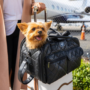 a close up image of a dog inside a black leather dog carrier on top of a travel luggage in the airport 