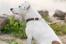 Martingale Leather Dog Collar