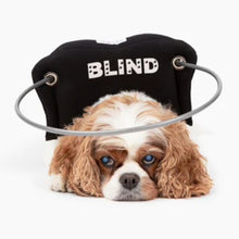 a close up image of a cute fluffy dog wearing a black blind dog halo