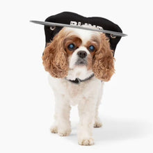 a cute fluffy dog wearing a balck blink dog halo in white background