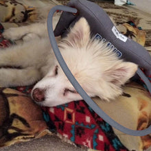 a sleeping white fluffy dog wearing a grey blind dog halo