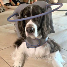 a blind dog laying on the floor wearing a grey blind dog halo