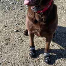 a close up image of a brown dog wearing a pair of black dog boots sitting on the ground