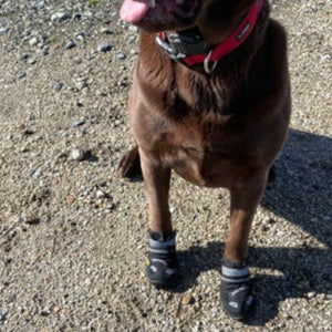 a close up image of a brown dog wearing a pair of black Muckbuster dog boots sitting on the ground