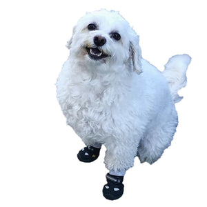 a happy white fluffy dog wearing a black dog boots with white background