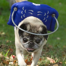 A blind pug wearing a blue blind dog halo walking on the grass