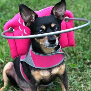 A close up image of a blind chihuahua sitting on the grass wearing a pink blind dog halo 