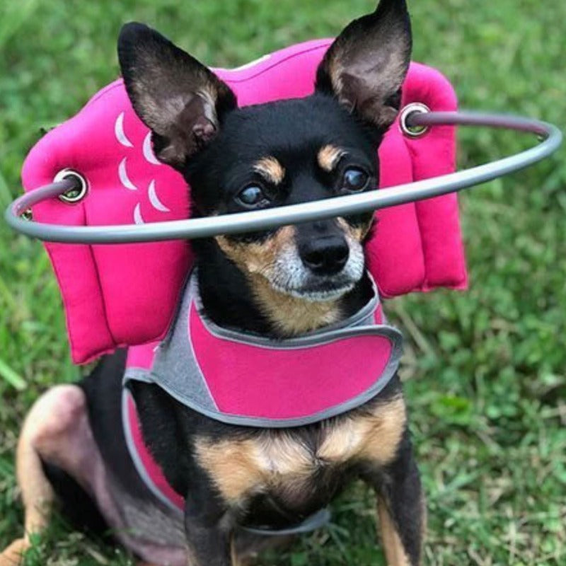 Dog halo for outlet blind dogs