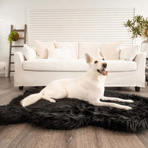 a white samoyed laying on a black fluffy dog bed on the floor next to a white couch in a modern living room