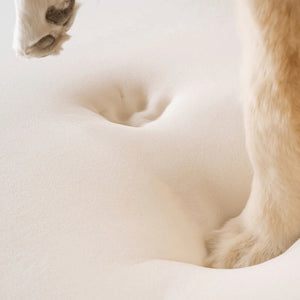 a close up image of a corgi's paw imprinted on a memory foam