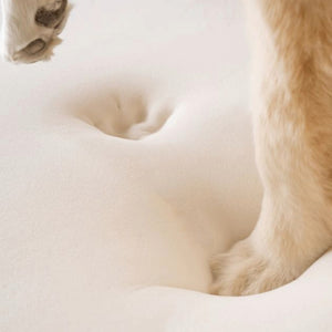 close up image of a corgi's paw imprinted on a memory foam