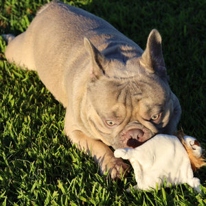 Close up image of a dog laying on the grass playing with a ion dog toy 