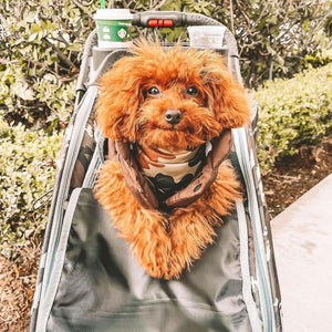 a happy furry dog inside a dog stroller parked in the garden 