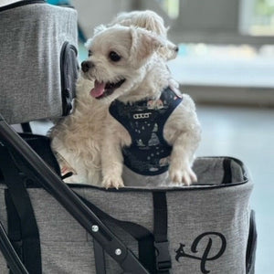 A close up image of a happy white dog inside a grey dog stroller 