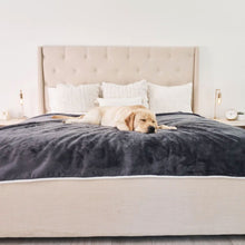A sleeping labrador retriever on a white bed and some pillows laying on a grey velvet waterproof dog blanket