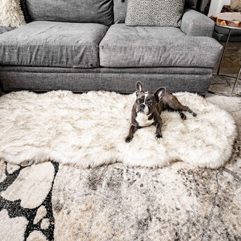 A french bulldog on a living room laying on a furry white dog bed with brown accents next to a grey couch and a chair