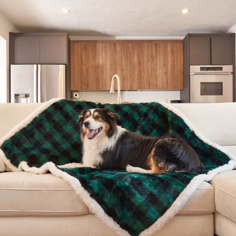 An australian sheppered on a white couch laying on a waterproof dog blanket with green and black checkered pattern on the kitchen with refrigerator and a faucet on the background 